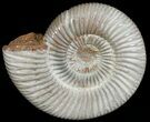 Perisphinctes Ammonite - Jurassic #6870-1